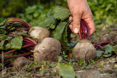 Beet harvest by hand fills foreground with soil covered roots and leafy tops. Human hand grips one beetroot bunch, showing fresh produce and organic, labor intensive farm moment during manual picking.