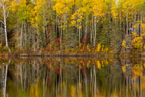 autumn forest in the lake