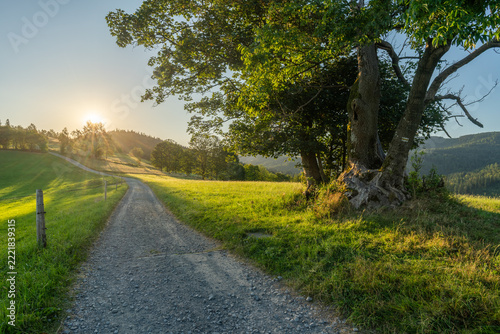 Old tree beside a gravel road across a sunlit mountain meadow at Cieńków Niżni, Wisła, Poland