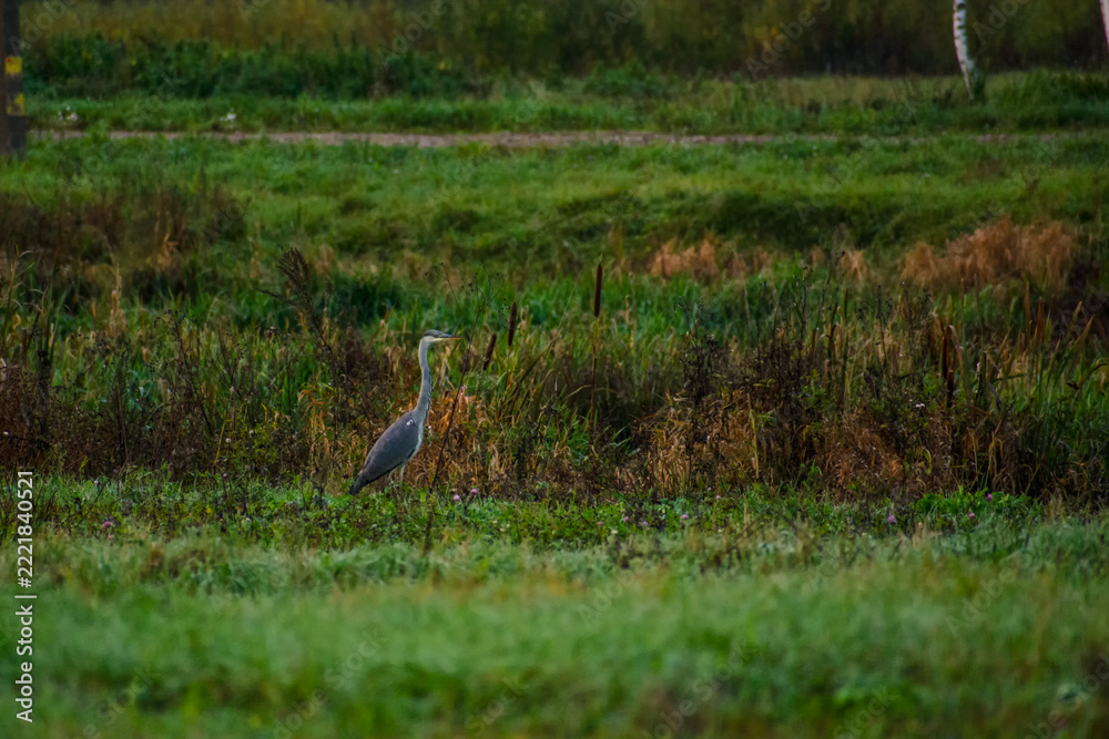 Fototapeta premium Heron standing in a green meadow
