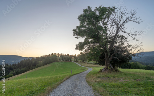 Winding gravel road leading to an old tree in a green mountain meadow at Cieńków Niżni, Wisła, Poland