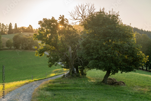 Sunlight shining through old trees beside a gravel road at Cieńków Niżni, Wisła, Poland