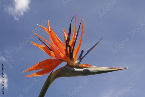 Blossom of paradise flower