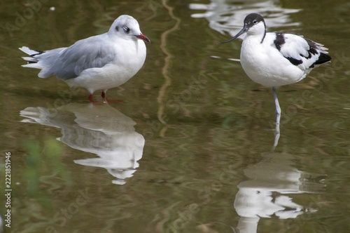 Avocet, Recurvirostra avosetta, saber beaks, birds, charadriiformes, limikolen, birds, waders, waterbirds, waders