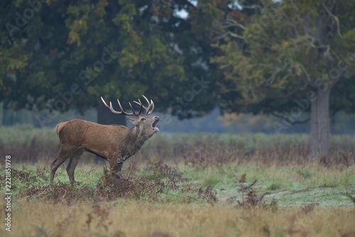 Red deer (Cervus elaphus) adult male stag roaring during the rutting season in a woodland, Surrey, England, United Kingdom