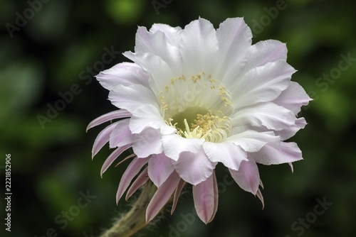 Flowering cactus (Echinopsis sp.), whitish pink flower, Baden-Württemberg, Germany