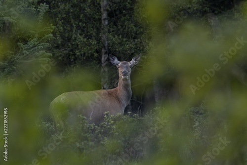 Late in the evening, the rottier (Cervus elaphus) moved to a clearing to graze, with great certainty she laid her calf close by, birth, seeding time, Denmark