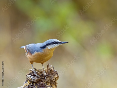 Eurasian nuthatch (Sitta europaea), sitting on a root, Solms, Hesse, Germany