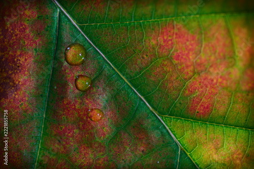 Fotografie Macro photograph capturing three glistening raindrops lined up along a distinct leaf vein on a red and green oak leaf surface