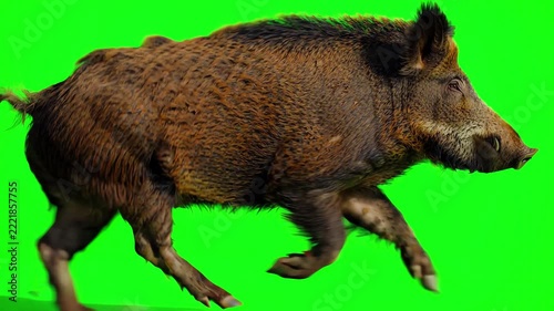 Side view of a powerful wild boar sprinting across a vibrant green screen background for cinematic video editing
