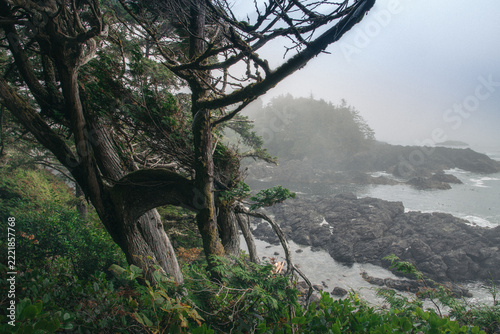 Coastal old growth forest on the ocean in fog 