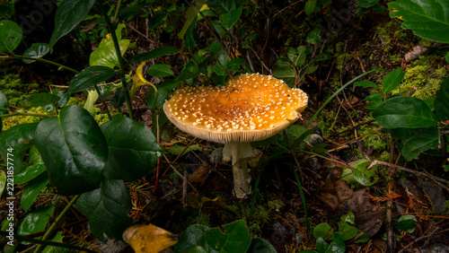 fly agaric mushroom in forest