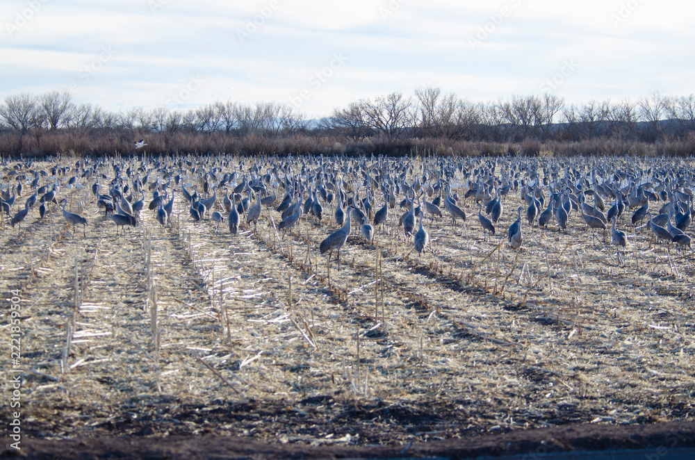 Fototapeta premium Thousands of Sandhill Cranes in Bosque Del Apache