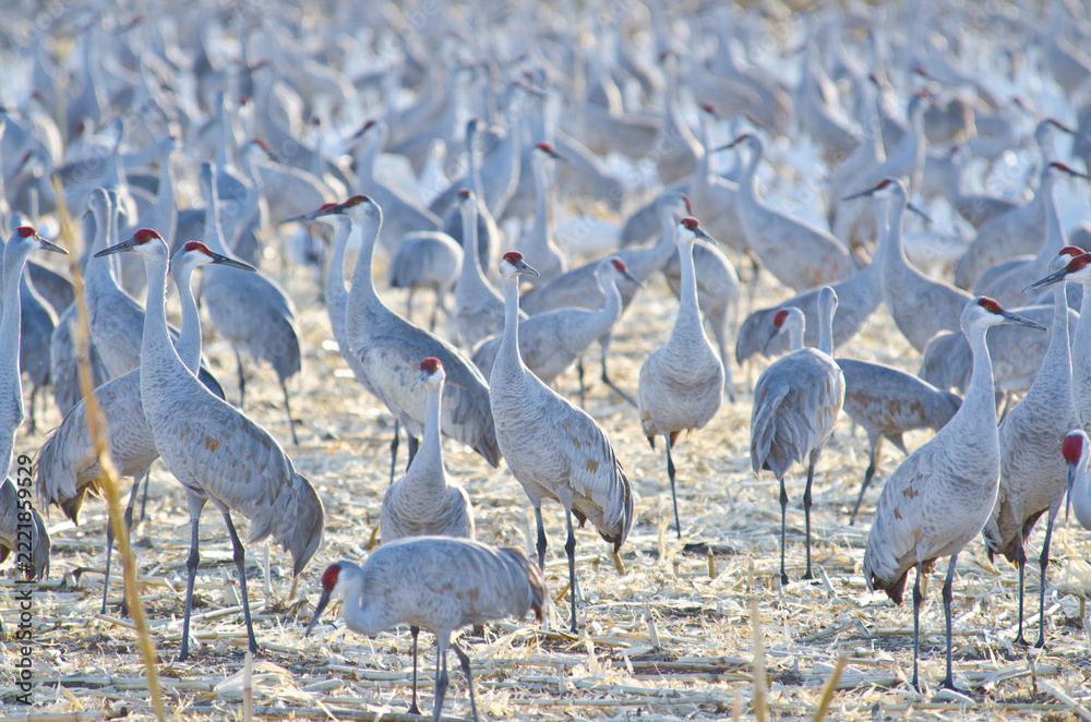 Fototapeta premium Thousands of Sandhill Cranes in Bosque Del Apache