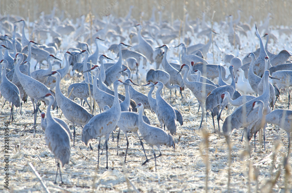 Fototapeta premium Thousands of Sandhill Cranes in Bosque Del Apache
