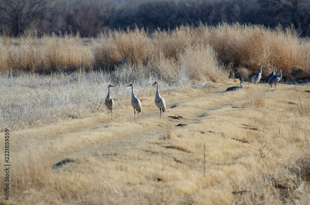 Fototapeta premium Three Gossiping Sandhill Cranes