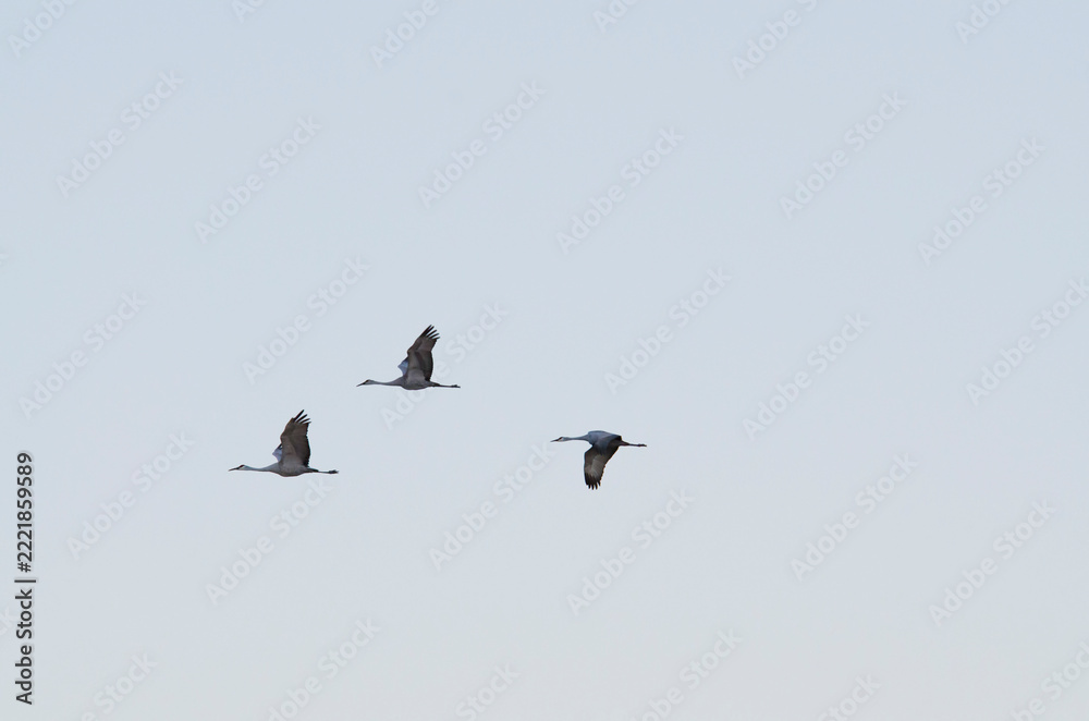Fototapeta premium Three Sandhill Cranes In Flight