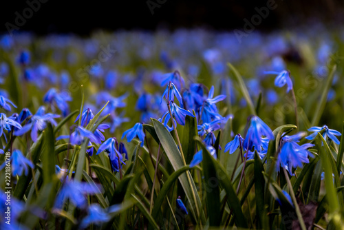 Obraz na plátně Meadow of blue squill flowers blooming in spring, low angle view