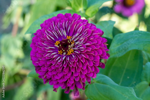 Violette Zinnie Benarys Giant Blüte unscharfem grünem Blätter Hintergrund