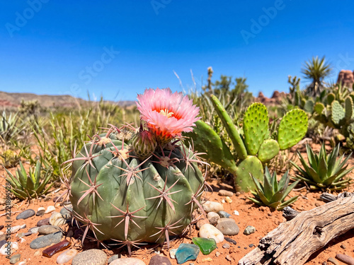 Vibrant Pink Cactus Blossom in a Sunlit Desert Landscape