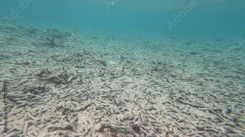 Washed up dead corals due to climate change