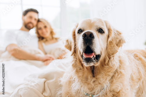 Golden retriever dog lying in bed with happy couple