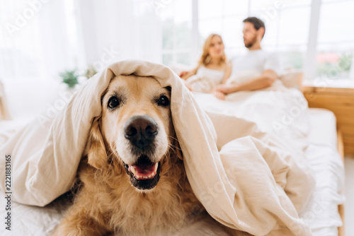 Golden retriever dog playing hide and seek in bed with couple