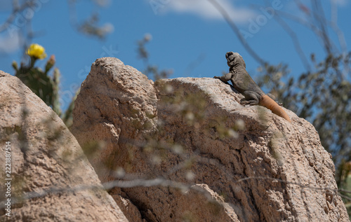Small wild lizard basking on a rock against blue sky