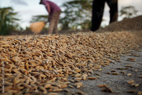harvest of wheat in the field