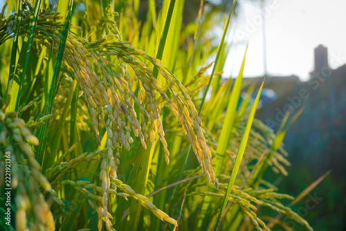 green grass and sun