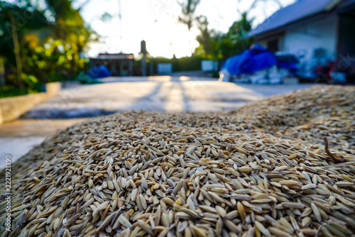 close-up of rice grains being dried