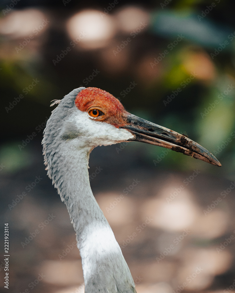 Fototapeta premium crane