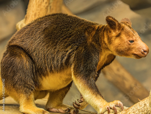 Goodfellow's tree kangaroo crouching on a branch