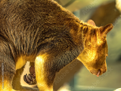 Goodfellow's tree kangaroo looking down