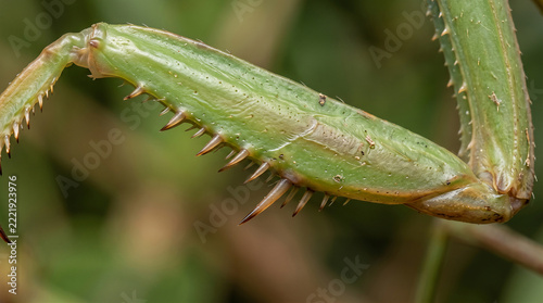 Macro detail of green praying mantis foreleg with sharp spines