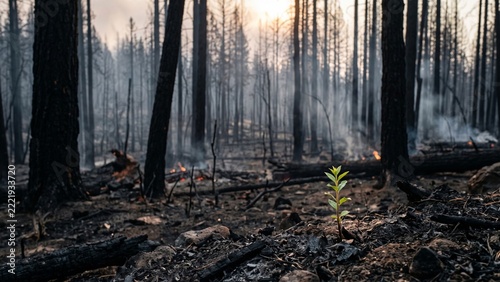 sprouts growing in a forest after a fire