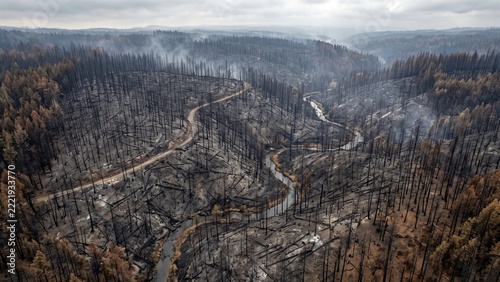 Drone viewing post wildfire forest