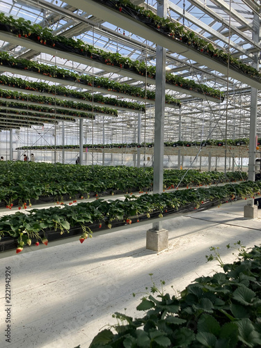 Fotografie Joso, Ibaraki, Japan  Elevated strawberry plants at GRANBERRY DAICHI