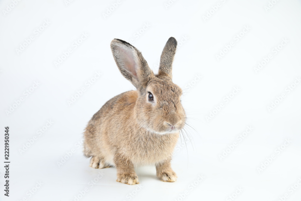 Fototapeta premium Healthy lovely baby bunny easter brown rabbit on white background. Cute fluffy rabbit on white background Lovely mammal with beautiful bright eyes in nature life. Easter Animal symbol concept.