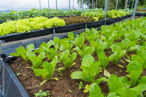 Greenhouse Bounty: Rows of vibrant green lettuce and other fresh vegetables thrive under a greenhouse, showcasing a bountiful harvest of healthy produce.