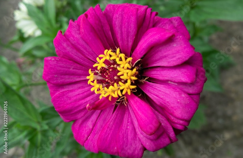 A vibrant magenta zinnia flower stands out beautifully with its bright yellow center against a soft green garden background.