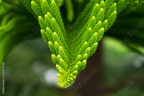Norfolk Pine Needle Detail: A close-up macro shot reveals the intricate, symmetrical beauty of a vibrant green Norfolk pine needle cluster, showcasing its natural geometric pattern.