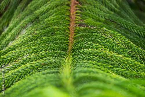 Norfolk Island Pine Branch Detail: A close-up view reveals the intricate, needle-like structure of a green Norfolk Island Pine branch.