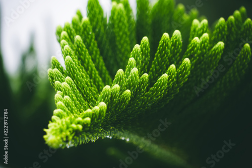 Pine Needles Close-up: A detailed macro shot captures the intricate pattern and vibrant green hue of pine needles, with dewdrops clinging to the surface, highlighting the beauty of nature's design.