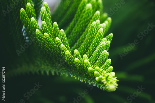 Norfolk Pine Leaf Close-up: A detailed macro shot showcases the vibrant green, needle-like leaves of a Norfolk Pine, highlighting the intricate texture and natural beauty of the plant.