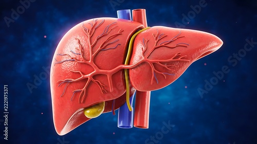 Human liver anatomy illustration showing blood vessels and gallbladder