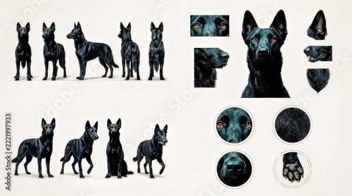 Detailed Study of a Black Shepherd