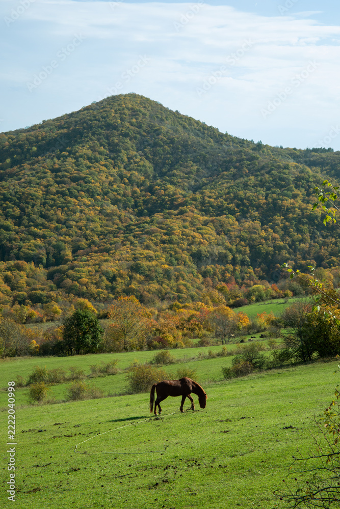 Fototapeta premium Serene countryside scene with horse grazing in vibrant landscape