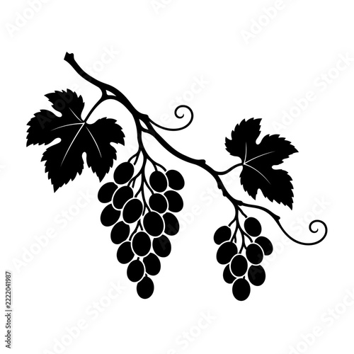 Grapevine Branch with Two Grape Bunches and Leaves, Black Silhouette Vector Illustration