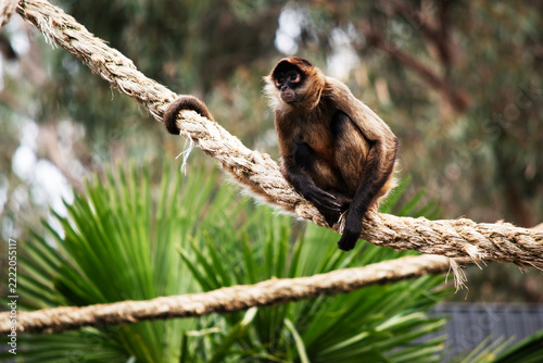 Sticker the black handed monkey is sitting on a rope